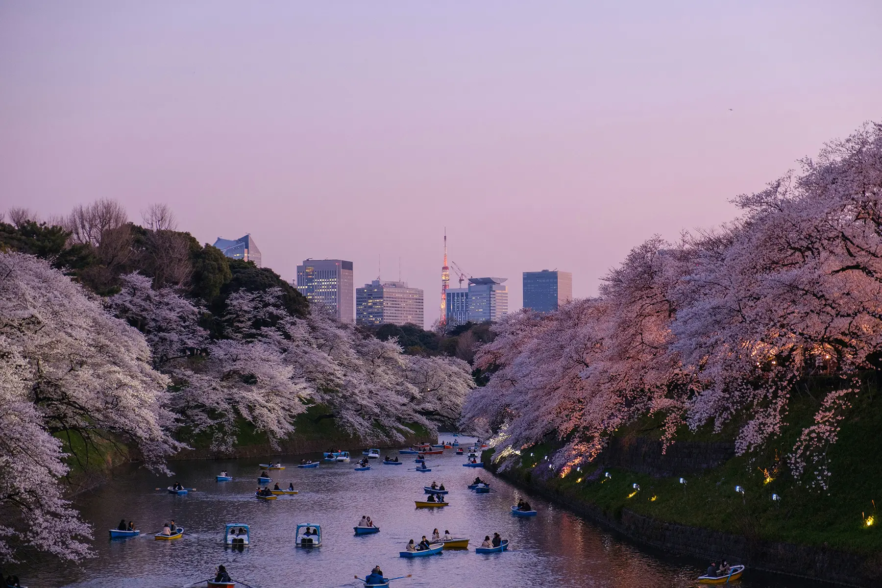 Photo sakura Header